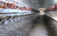 鶏・豚・牛舎の環境改善